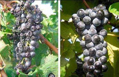 Яды для борьбы с вредителями виноградника -  правильно посадить виноград