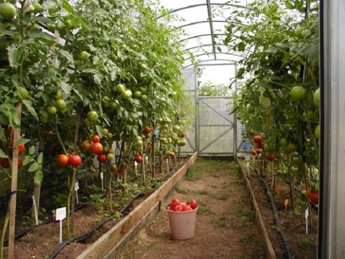 Как подвязывать помидоры в теплице, в открытом грунте