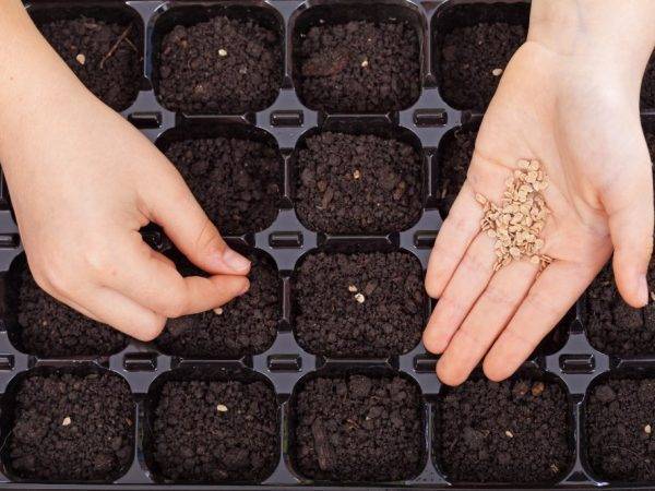 Как подготовить семена для посадки рассады