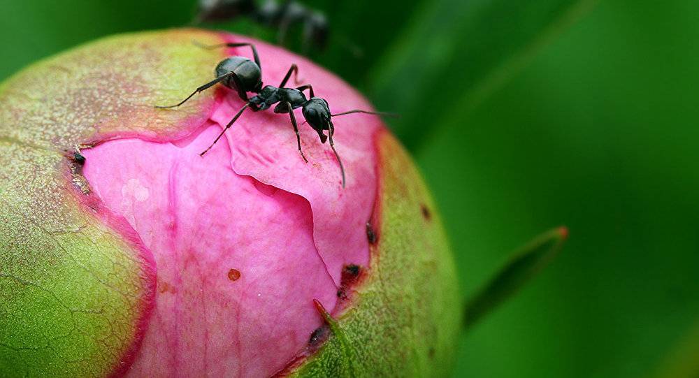 Как избавить пионы от муравьев на бутонах: что делать, чем обработать