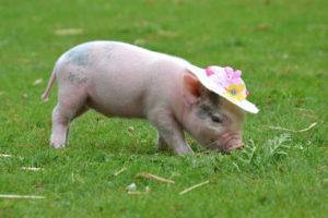 Ландрас — порода свиней: описание, особенности содержания и кормления