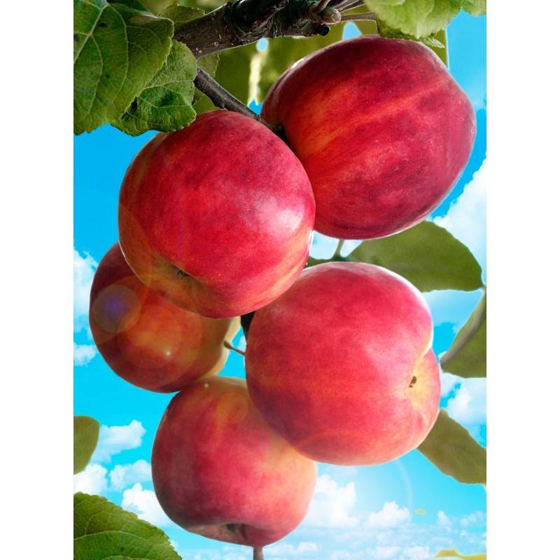 Вкуснейшая яблоня народное: описание, фото