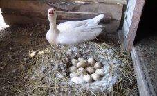 Затрудненная яйцекладка у кур: спасаем курица от смерти!