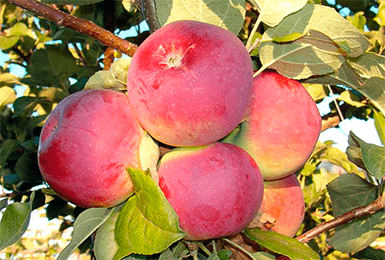 Услада — яблоня для начинающих садоводов