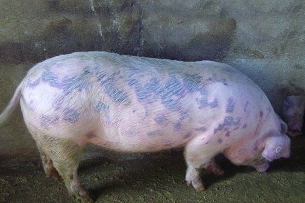 Африканская чума свиней — свиноводство -> болезни свиней
