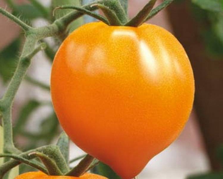 Оранжевое сердце: описание сорта томата, характеристики помидоров, посев
