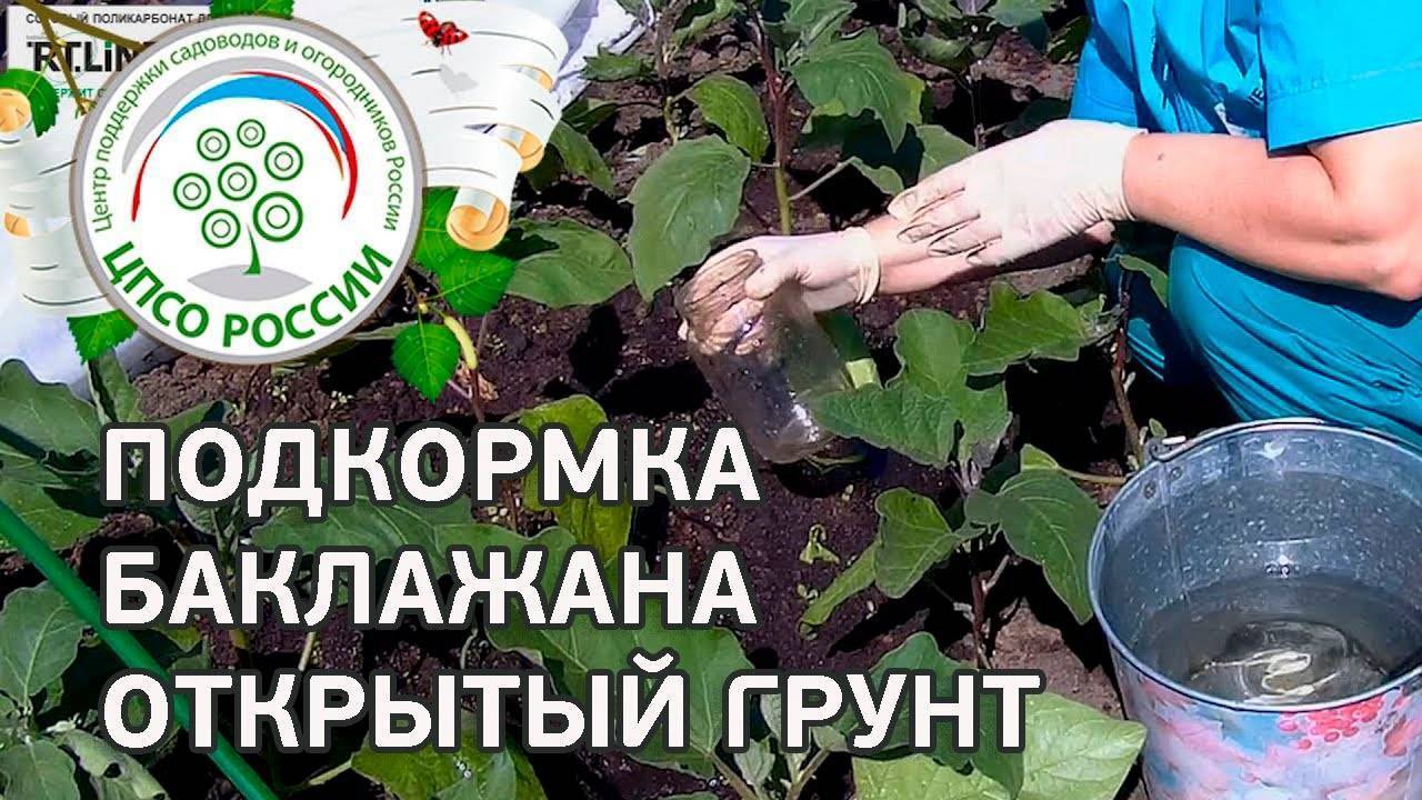 Как растут баклажаны: технология выращивания и секреты хорошего урожая