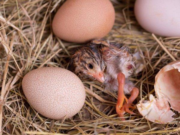 Об инкубации цесарок: выведение яиц в инкубаторе в домашних условиях