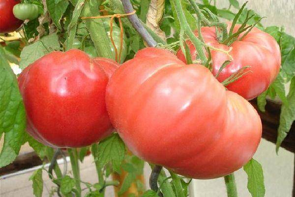 Томат "сахарный гигант": описание сорта, выращивание, особенности, фото помидоров