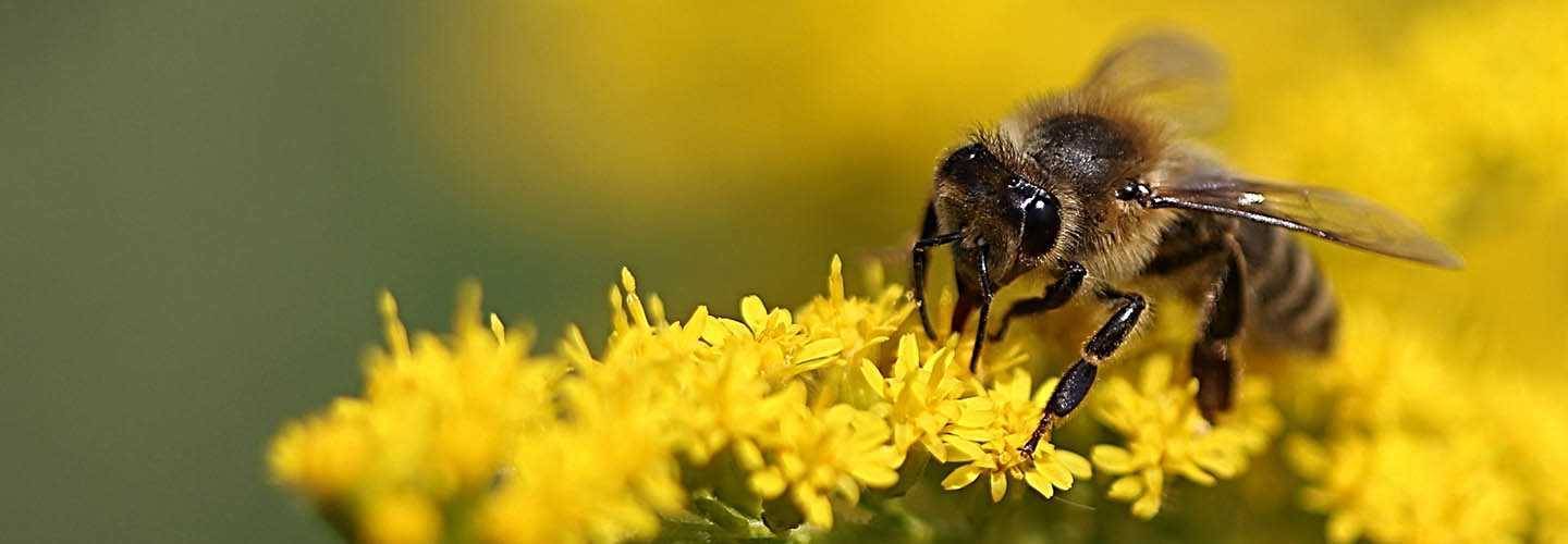 Читать онлайн 750 ответов на самые важные вопросы по пчеловодству страница 28