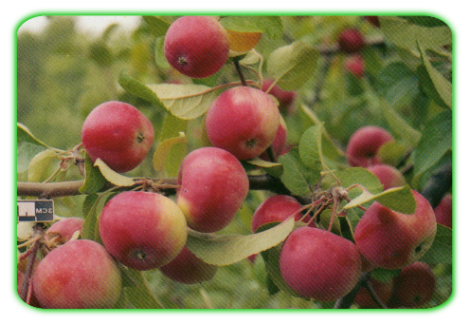 Особенности посадки и ухода за сортом яблони сябрына