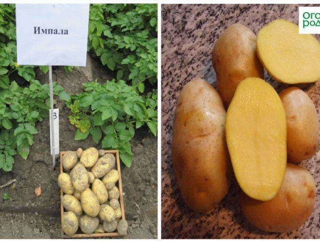 Картофель голландский: : описание сорта, характеристики, агротехника