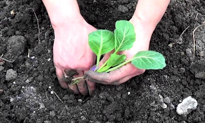 Как посадить капусту в открытый грунт, схема и сроки посадки