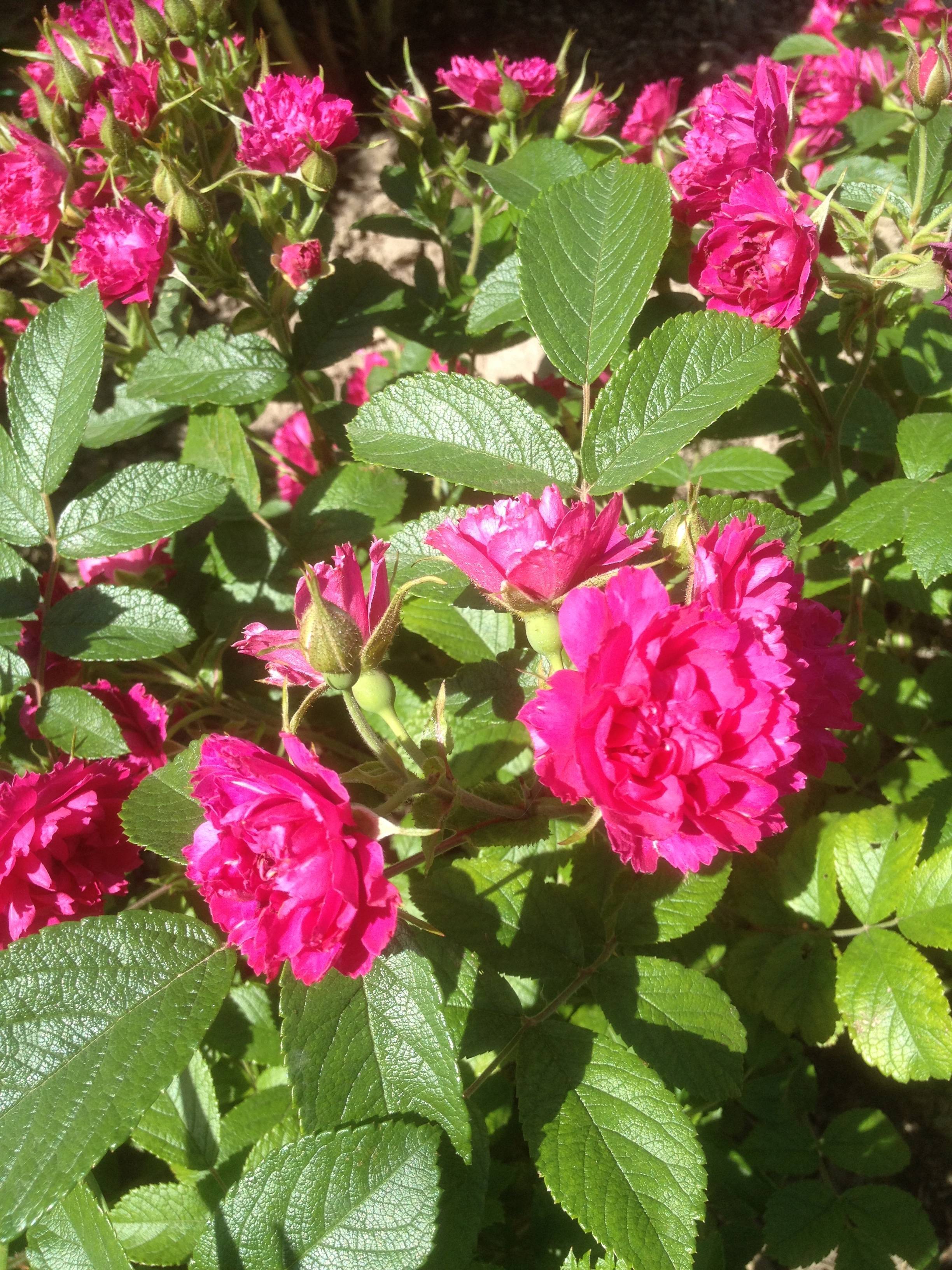 Роза ругоза: описание сорта, посадка и уход