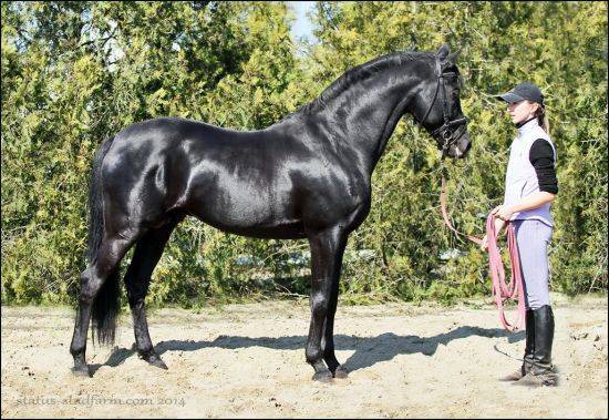 Русская верховая порода лошадей: описание, характеристика и уход
