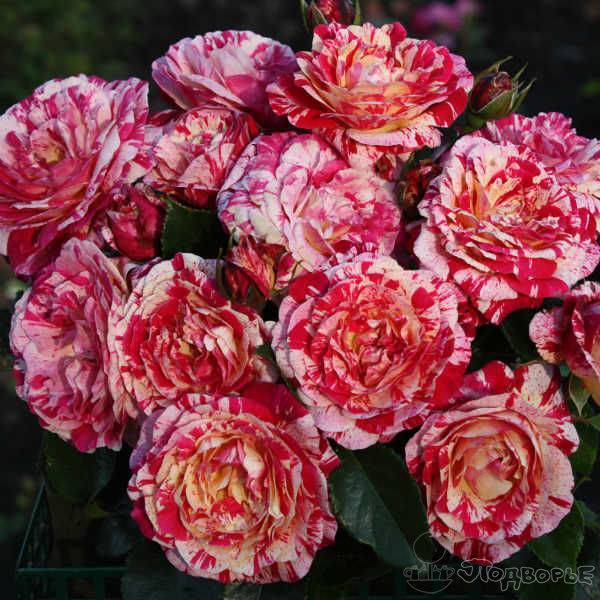 Роза абракадабра: описание и фото сорта, история возникновения, цветение и использование в ландшафтном дизайне, пошаговая инструкция по уходу, способы размножения