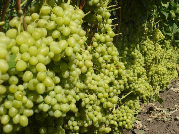 Виноград «аркадия»: как правильно вырастить янтарные плоды с потрясающим вкусом?