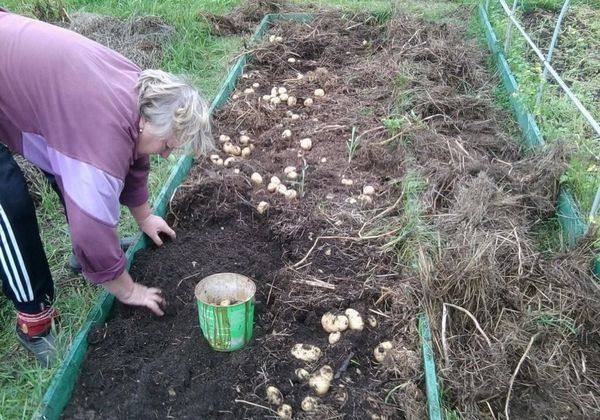 Посадка картофеля под солому: секреты получения большого урожая