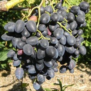 Виноград надежда азос