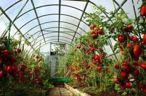 Чем удобрять помидоры при посадке: выбор удобрений и внесение подкормки в лунку. советы по посадке томатов (85 фото + видео)