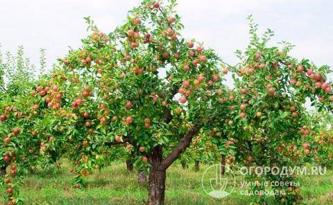 О яблоне вишневое: описание и характеристики сорта, уход и выращивание