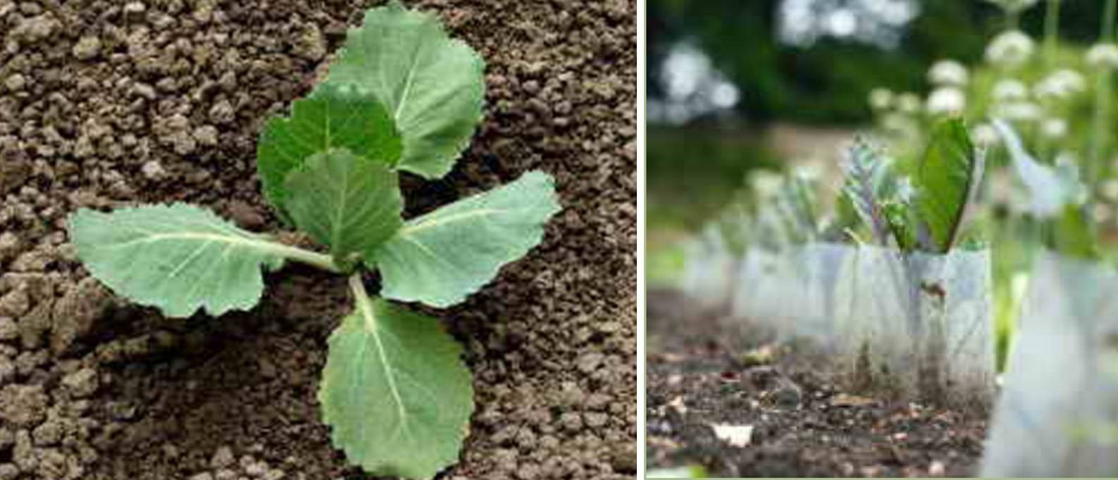 Основные способы и особенности посадки капусты