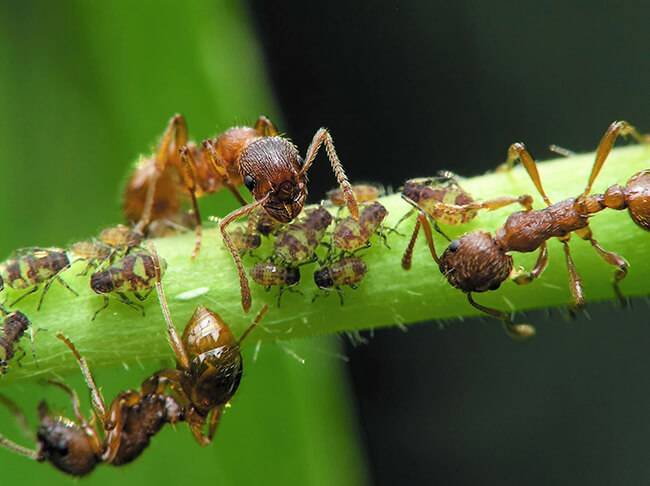 Как избавиться от муравьёв в теплице без вреда для растений