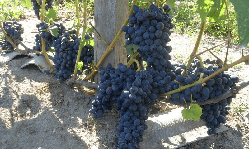 Виноград чарли: выращивание, сортовые особенности, описание и отзывы