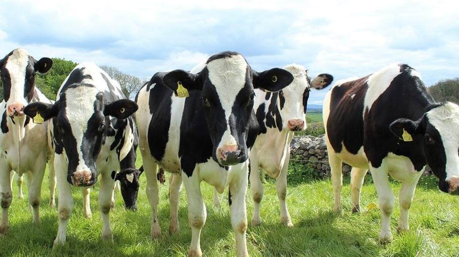 Сколько молока дает корова в сутки: норма и рекорды