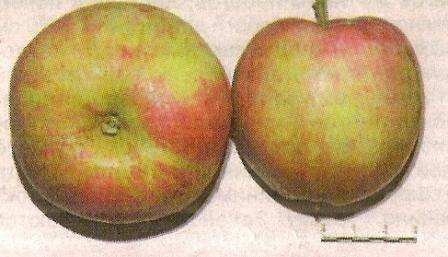 Мелкоплодная яблоня ягодная