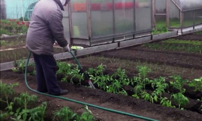 Почва для томатов в теплице: требования к грунту для помидоров, плюсы и минусы огородной земли, самодельных и готовых смесей