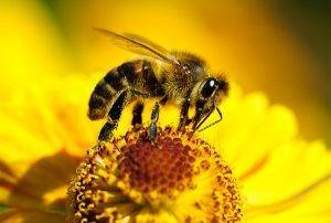 Действие пчелиного яда на организм