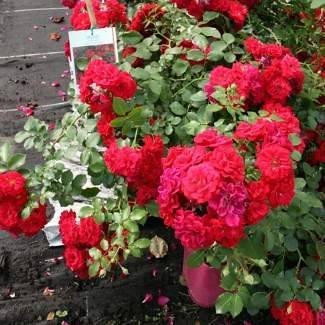 Популярные сорта почвопокровной розы — описание и особенности ухода