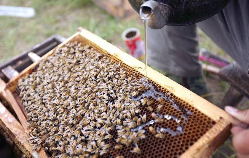 Инструкция по применению тимола (для пчел)