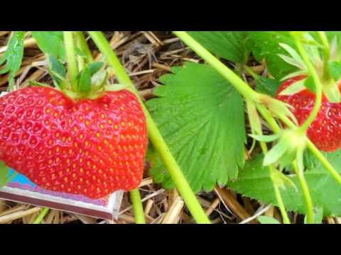 Клубника дарселект - технология посадки, культивирование и выращивание сорта (100 фото)