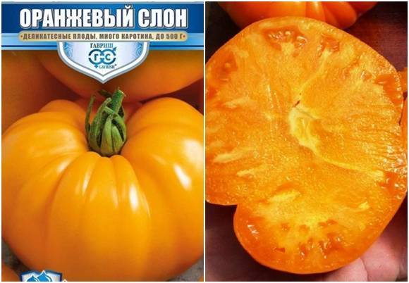 Томат оранжевый слон: отзывы, фото, урожайность | tomatland.ru