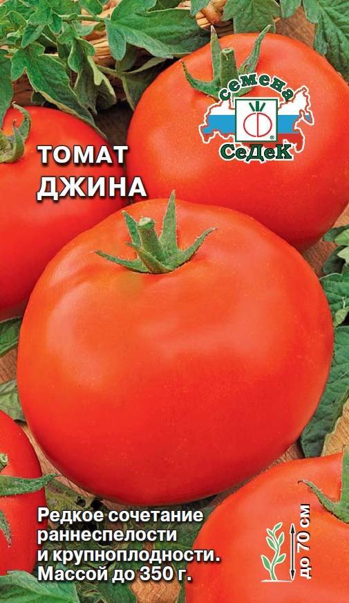 Суперранний сорт томатов джина