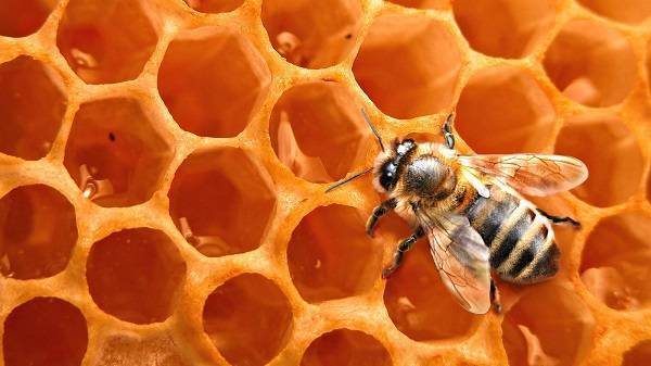 Пчелиный воск: польза и вред, лечебные свойства, применение в домашних условиях