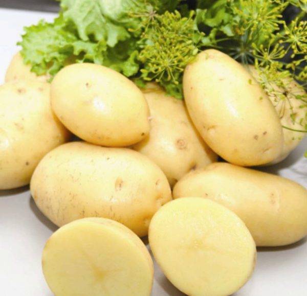 Сорт картофеля «лабелла»: характеристика, описание, урожайность, отзывы и фото