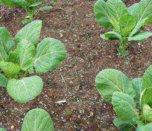 О выращивании брюссельской капусты в открытом грунте: посадка, уход, агротехника