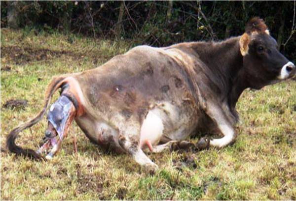 Послеродовой парез у коров (родильный): лечение, причины, профилактика
