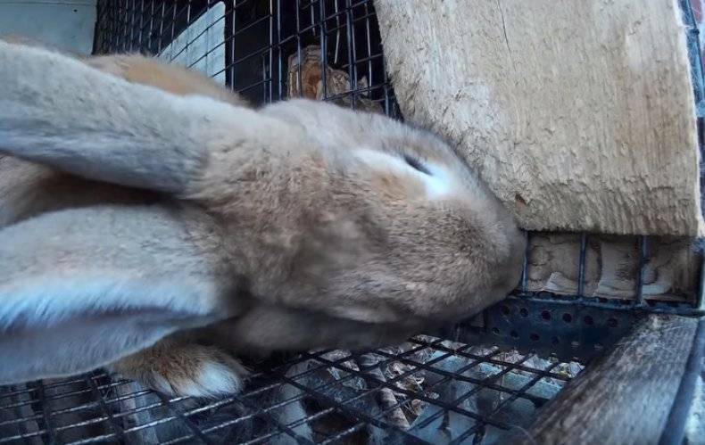 Как отучить кроликов грызть свои клетки?