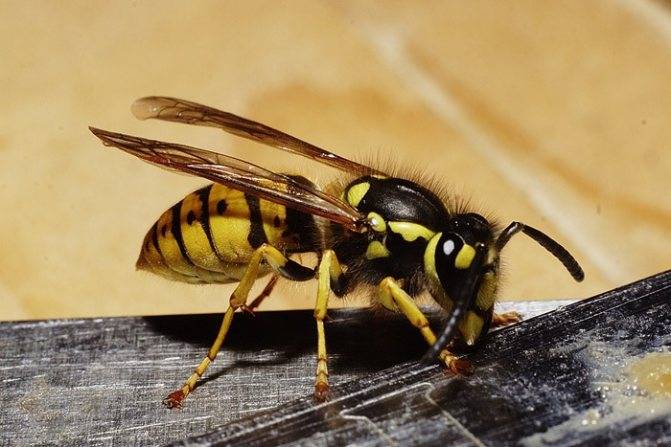 Укусила пчела: что делать и как помочь пострадавшему