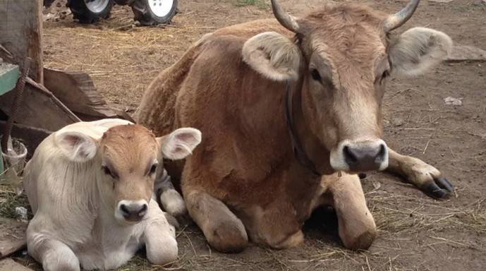 Швицкая порода коров: описание экстерьера, содержание и уход