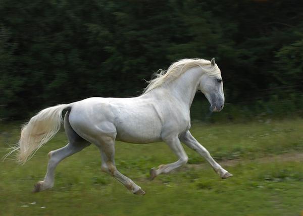 Булонская порода лошадей: история, описание, характер