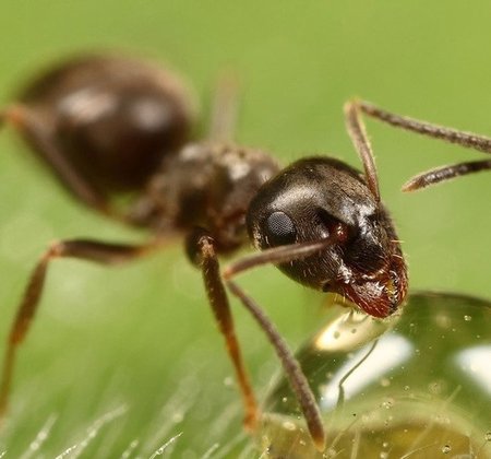 Как быстро и надолго избавиться от садовых и домашних муравьев