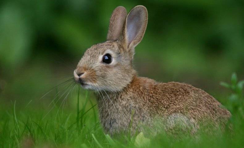 Правильное кормление кроликов комбикормом: суточная норма, особенности рациона и видеоинструкция - общая информация - 2020