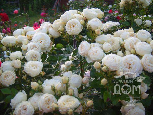 О розе артемис (artemis): описание и характеристики кустовой парковой розы