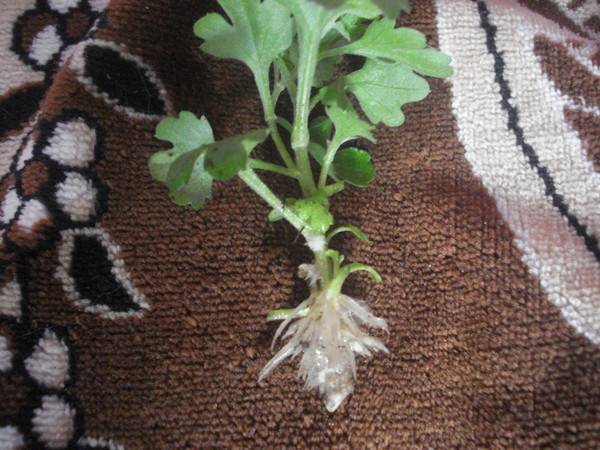 Как вырастить хризантему из букета в домашних условиях? как укоренить? возможно ли размножение черенками? можно ли посадить хризантему в горшок?