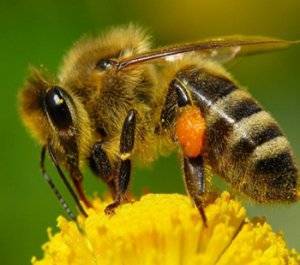 Роение пчел: суть процесса и методы его предупреждения